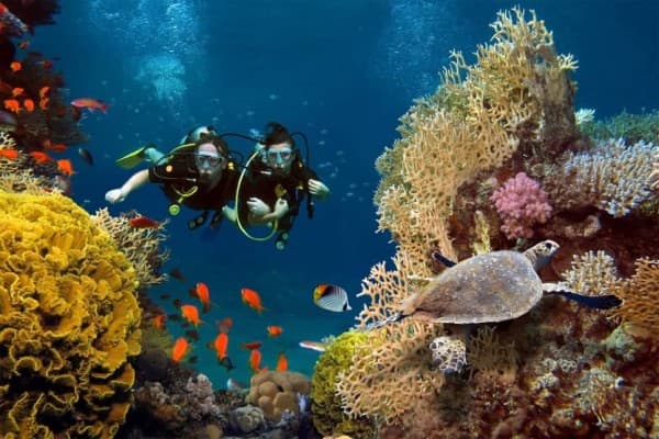 South Ari Splash 12 @ Saltus Maldives (8–12 Divers)