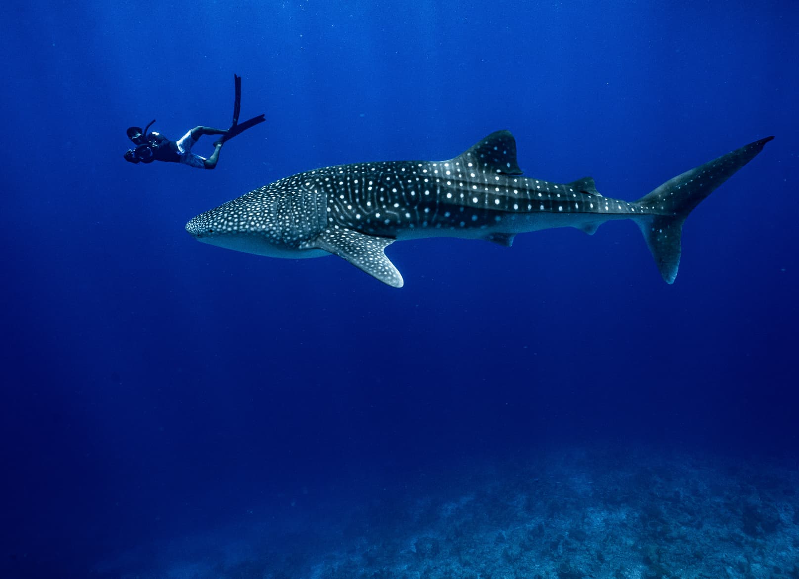 Maldivian Moments: Dive Duo Edition