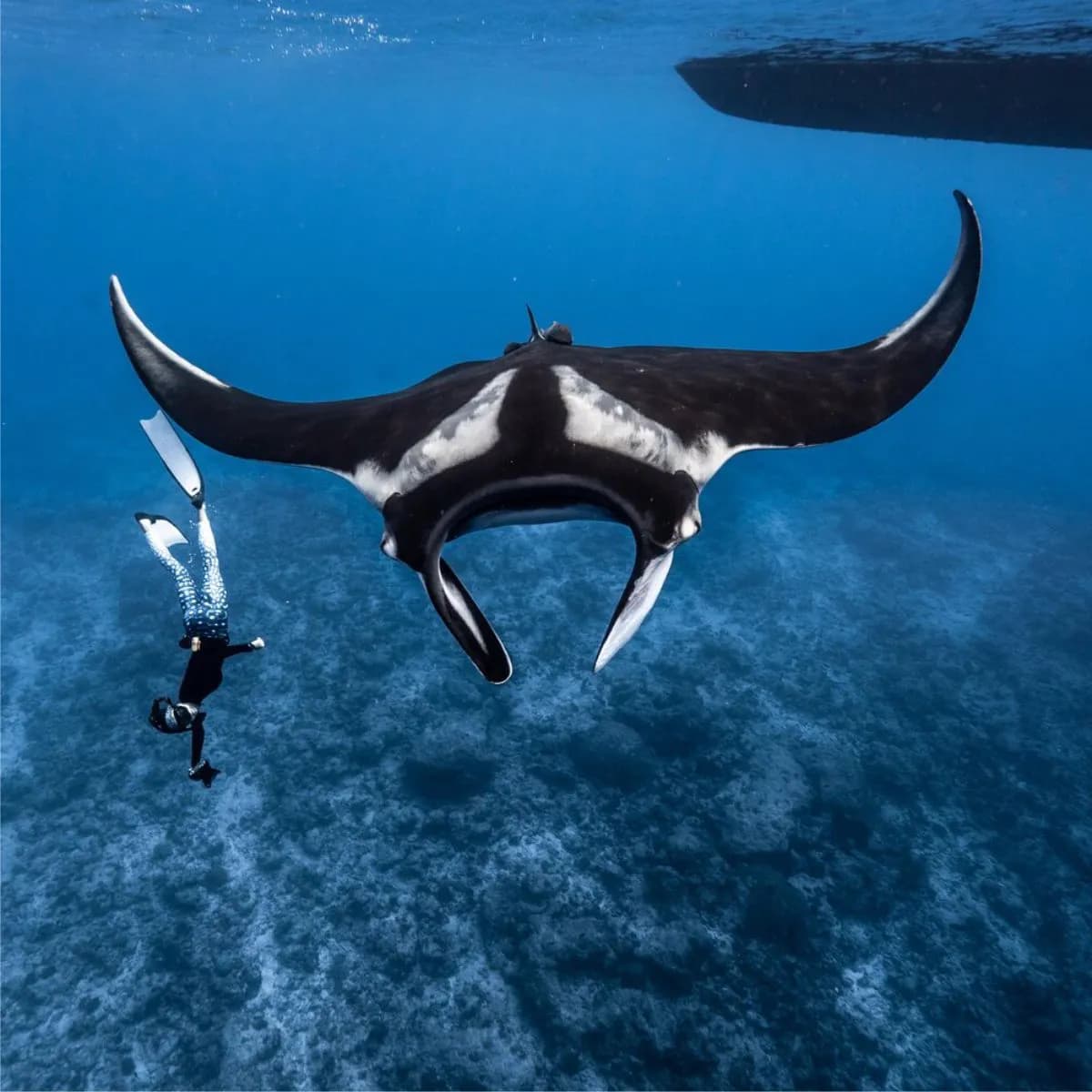 Manta Snorkeling