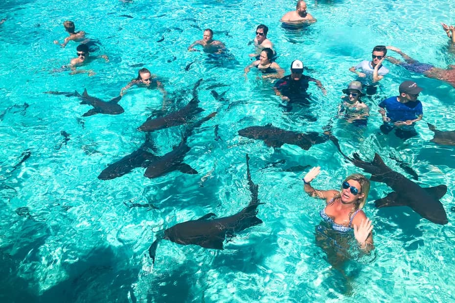 Nurse Shark Trip